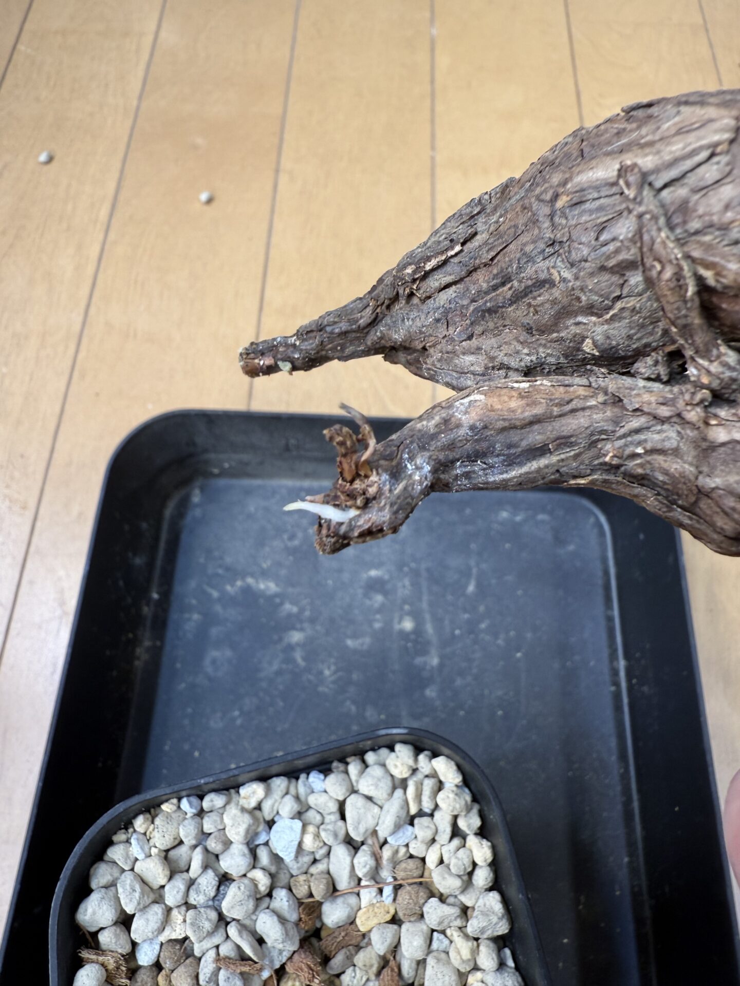 ヤフオク株】ペラルゴニウム・トリステ発根！｜BOTANICOA