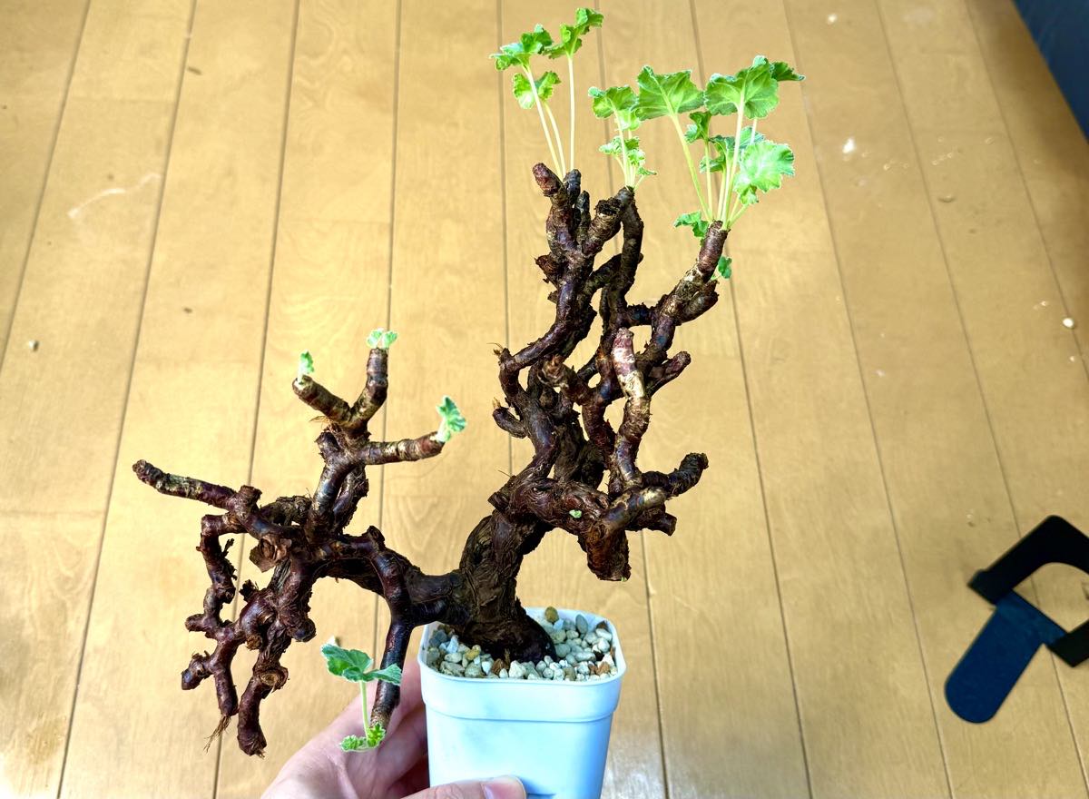 ヤフオク】ペラルゴニウム・ミラビレ【発根チャレンジ】｜BOTANICOA